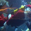 Paryžiaus akvariumo gyventojus nustebino netikėtas Kalėdų senelio apsilankymas