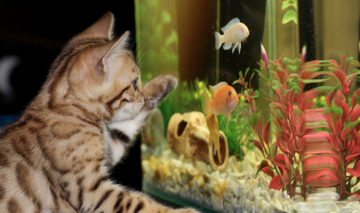 Kačiukas prie akvariumo