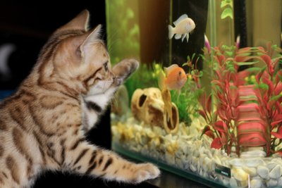 Kačiukas prie akvariumo