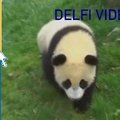Po žemės drebėjimo Kinijoje dingo dvi pandos