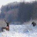 Užsienio medžiotojai už lietuviškus žvėris moka tūkstančius litų