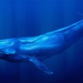 Pirmą kartą padaryta mėlynojo banginio kardiograma gerokai nustebino mokslininkus