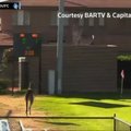 Futbolo stadione Australijoje pasirodžiusią kengūrą nuvijo treneris su automobiliu