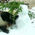 Maskvos zoologijos sode pandos sudorojo sniego senį