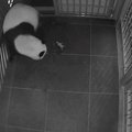 Tokijo zoologijos sode didžioji panda atsivedė du jauniklius