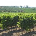 Sicilijos vyno istorija mena Antikos laikus