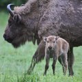 Pašilių stumbryne nugaišo stumbriukas, aiškinamasi, ar jis – nušautos stumbrės jauniklis