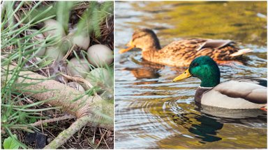Namo kieme paukštis padėjo kiaušinių – perkelti ar neliesti: pataria ornitologas