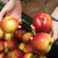 Turguje pirmieji lietuviški obuoliai ir kriaušės – kokios kainos