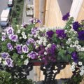 Jau laikas pradėti rūpintis balkonų grožiu – 5 gėlės, kurios sėjamos anksčiausiai