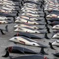 Japonija baigė banginių medžioklės sezoną nepasiekusi tikslo