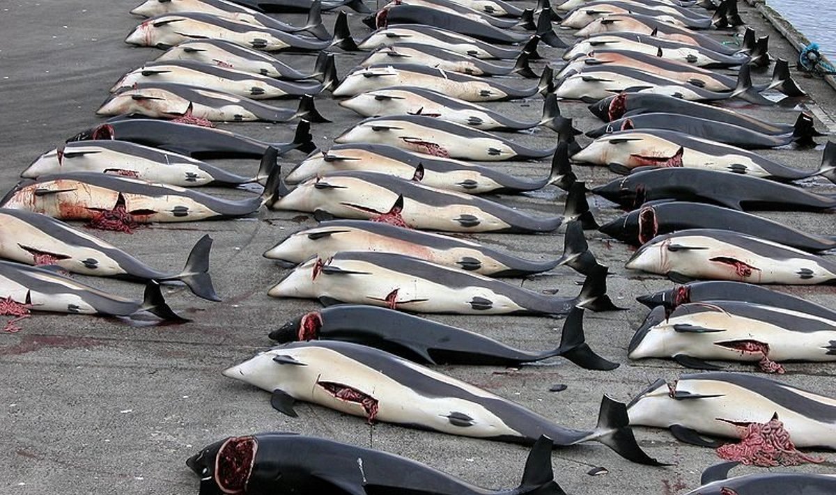 Tai - tik nedidelė dalis per vieną dieną Farerų salose nužudomų banginių 