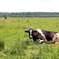 Lithuanian government to give €18m to dairy farmers