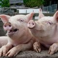 Stambieji kiaulių augintojai šokiruoti dėl maro „Idavang“ fermoje