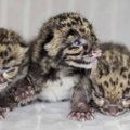 Dūminio leopardo jauniklio dienoraštis: nuo maudynių iki žaidimų viešumoje