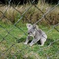 Taip nutinka tik Australijoje: koala išbėgo į aikštę per futbolo rungtynes