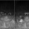 Dzūkijoje nufilmuota gausi vilkų šeimyna