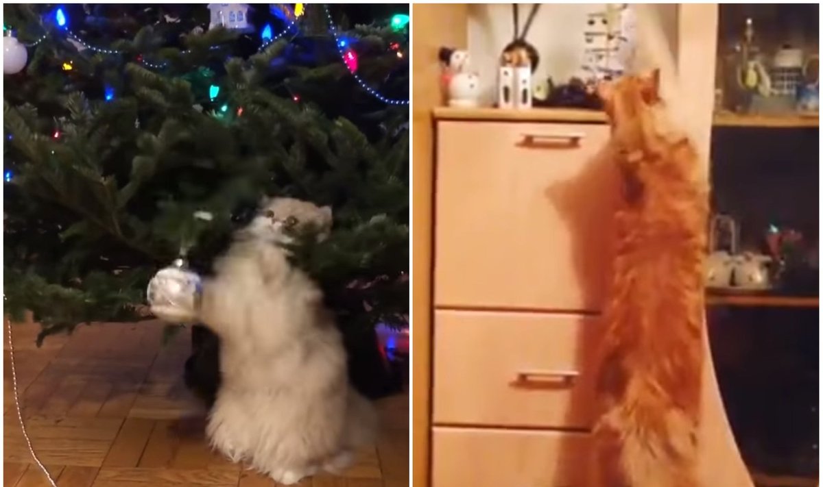 Katės niokoja Kalėdas