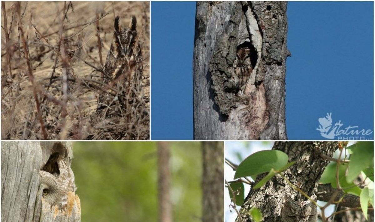 Slapukės pelėdos ir apuokas (AOP, Roberto Petronaičio, Vitalijaus Stirkės (NATUREPHOTO.lt) ir Wikimedia nuotr.)