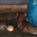 Po uragano „Sandy“ niujorkiečiai baiminasi žiurkių antplūdžio