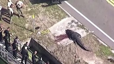 Floridos gyventojas policijai pranešė aligatoriaus nasruose matęs žmogaus kūną