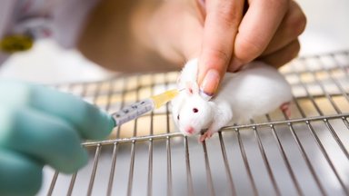 Laboratorinėms pelėms mokslininkai implantavo elnio ląsteles: neįtikėtina, kas nutiko po to