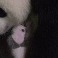 Berlyno zoologijos sodas paskelbė filmuotą medžiagą su pandos dvynukais