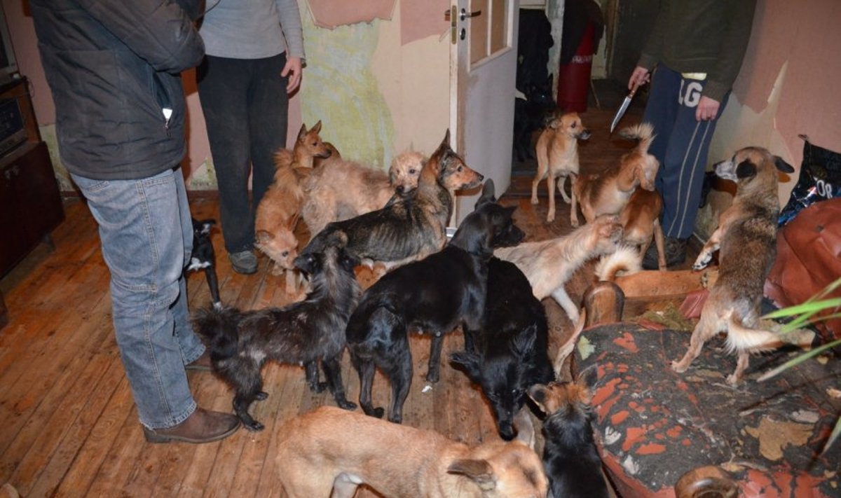 Ignalinoje bute laikomi 40 šunų