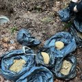 Slapta kriminalistų operacija miško masyve – slėptuvėje po žeme aptikta 4 kg kanapių