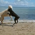 Pirmą kartą Lietuvos pajūryje veiks „šunų pliažas“