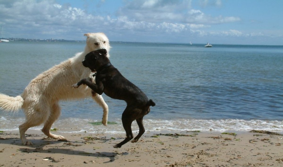 Šunys paplūdimyje