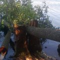 Stebinantis įžūlumas: salos medžiai iškirsti, o kaltų nėra