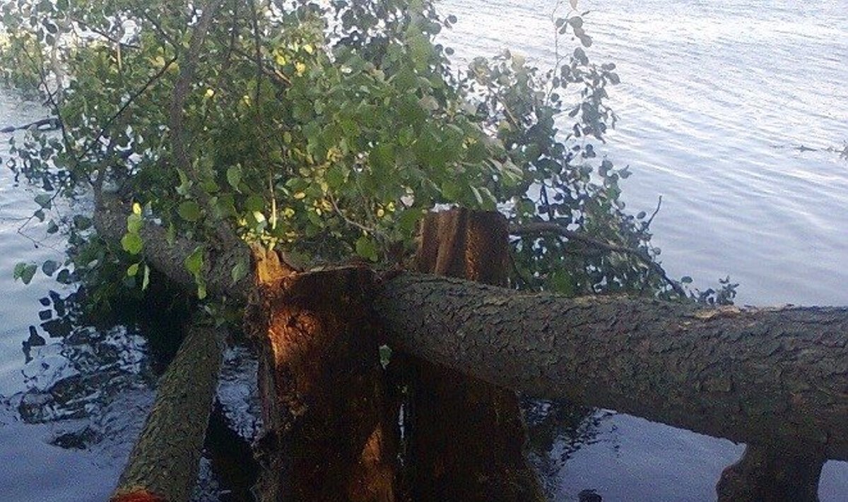 Iškirsti medžiai Suvingio ežero saloje