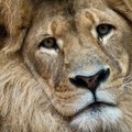 Vakarų Afrikoje liūtai atsidūrė ant išnykimo ribos – beliko 645 individai