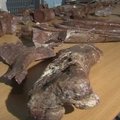 Pietų Afrikoje rastos naujos rūšies dinozauro liekanos