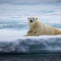Dar viena prasta žinia patvirtino karčią realybę: 2020 metai Arkties regionui buvo katastrofiški