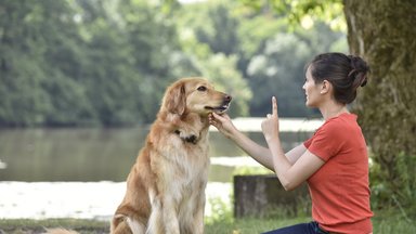 Šunų socializacija: kaip neperlenkti lazdos?