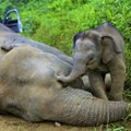 Malaizijoje rasti dar trys kritę reti drambliai