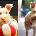 Nesijaučia kitoks nei visi: paliktas šuo albinosas laimę rado kitoje šeimoje
