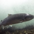 Tik vieną lašišą visoje upėje per metus sugavę žvejai kaltina aplinkosaugininkus