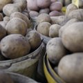 Kaip baigiantis žiemai nusipirkti kokybiškų bulvių ir kaip jas laikyti