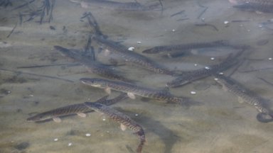 Ko nežinojote apie įžuvinimą: kokiomis žuvimis papildomi Lietuvos ežerai ir upės bei kodėl tai daryti būtina