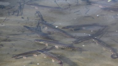 Ko nežinojote apie įžuvinimą: kokiomis žuvimis papildomi Lietuvos ežerai ir upės bei kodėl tai daryti būtina