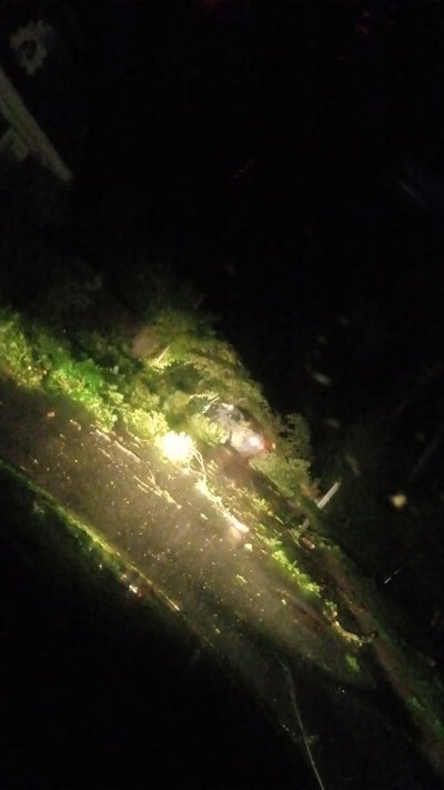 Medis ant automobilio Utenos rajone, Aistės nuotr. Orų entuziastai