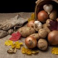 Uždrausta iš trečiųjų šalių į Lietuvą įvežti bulves ir sodinukus netgi savo reikmėms