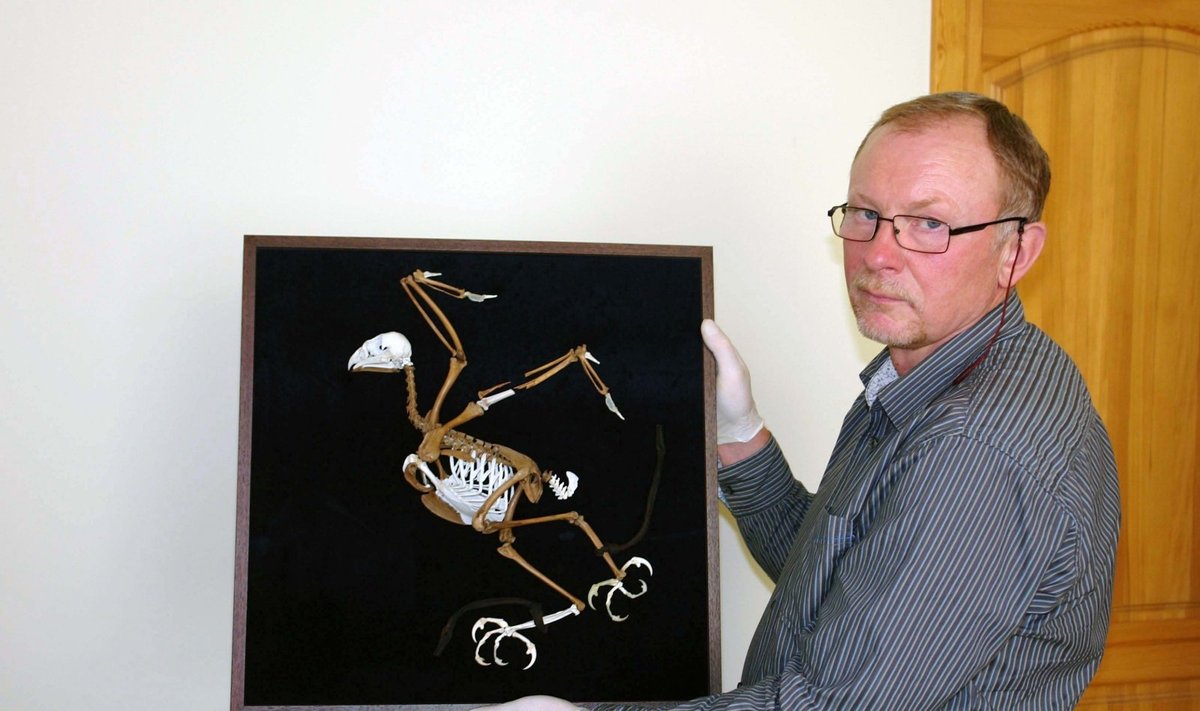 Ornitologas Saulius Rumbutis demonstruoja atkurtą vištvanagio skeletą su odiniais dirželiais.