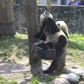 „Slaptas pandų gyvenimas“ (47 serija): sūpynės iš padangos ir nepamirštamas masažas