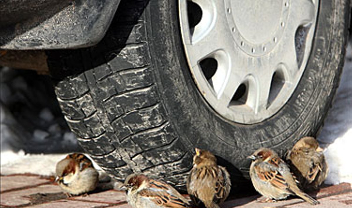 Žvirbliai šildosi prie saulės įkaitintos automobilių padangos.
