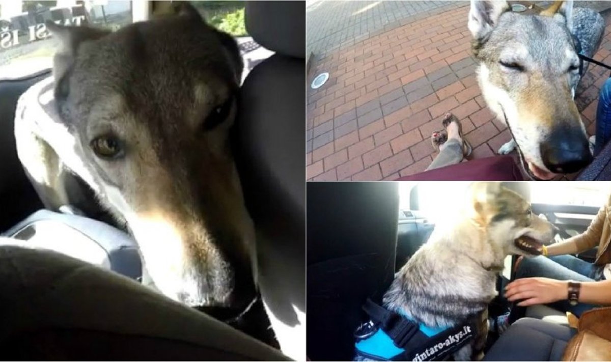 Šuns kelionė taksi