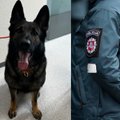 Pareigūnų šuo leidosi į dingusio žmogaus paieškas ir prapuolė pats – Panevėžio policija prašo pagalbos